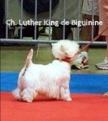 CH. Luther king de Biguinine