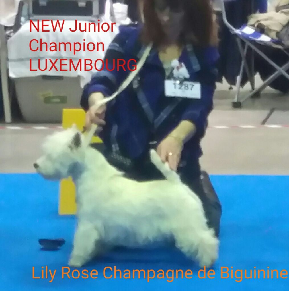 de Biguinine - Lily rose jeune championne du Luxembourg 2016