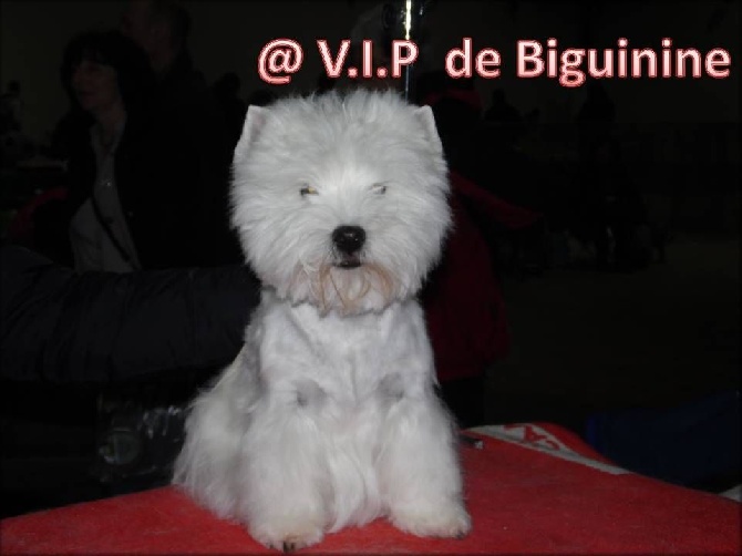 de Biguinine -  VIP de BIGUININE