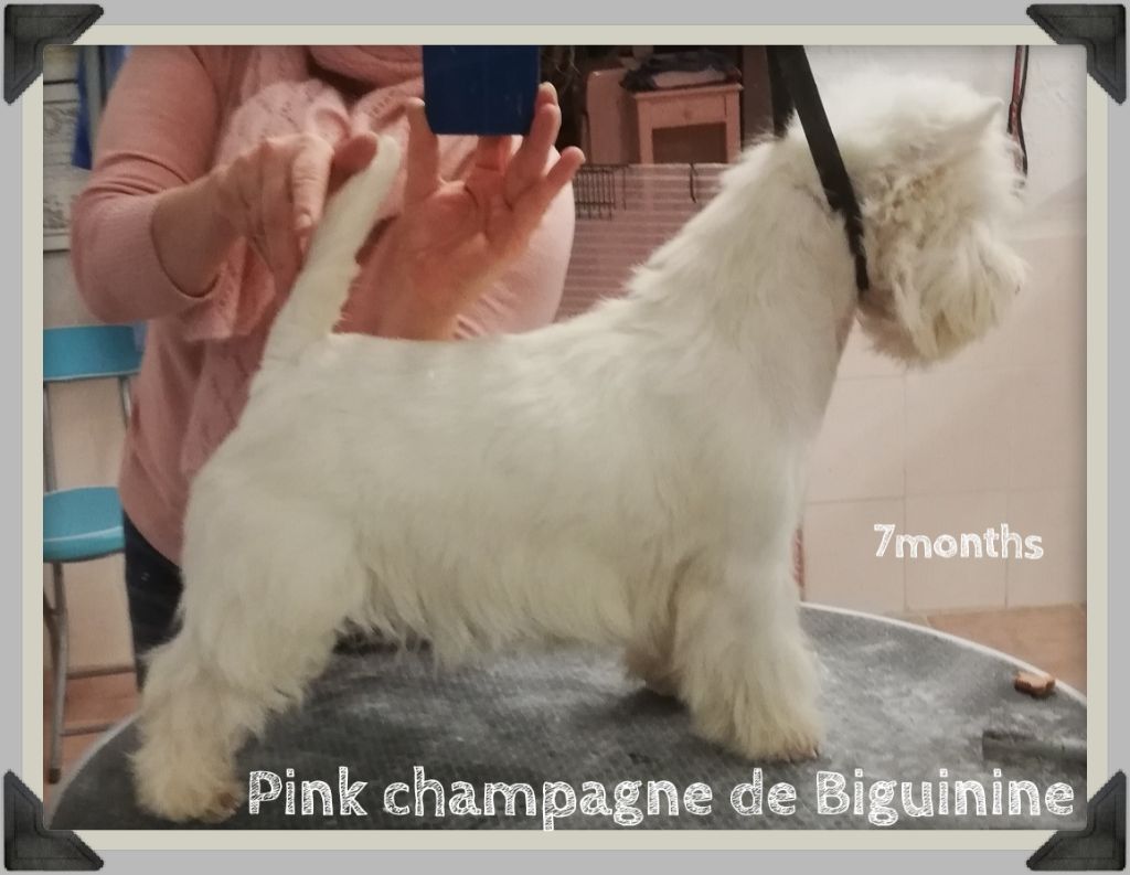 Pink champagne de Biguinine