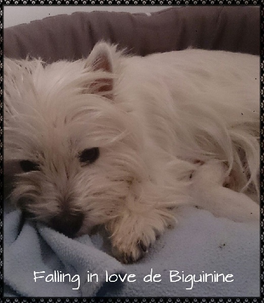 de Biguinine - West Highland White Terrier - Portée née le 12/03/2015