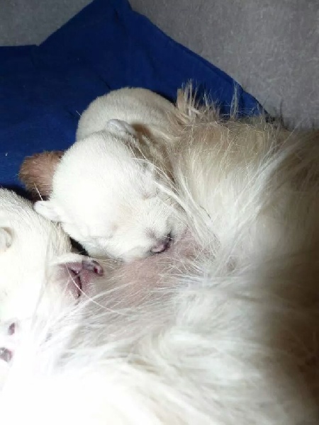 de Biguinine - West Highland White Terrier - Portée née le 27/01/2015