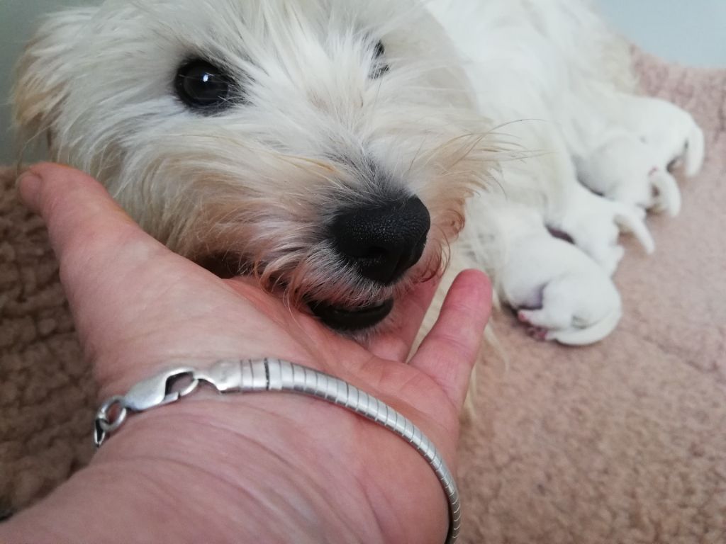 de Biguinine - Chiot disponible  - West Highland White Terrier