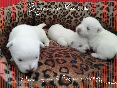 de Biguinine - West Highland White Terrier - Portée née le 22/04/2024