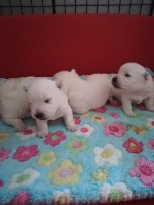 de Biguinine - West Highland White Terrier - Portée née le 15/06/2022