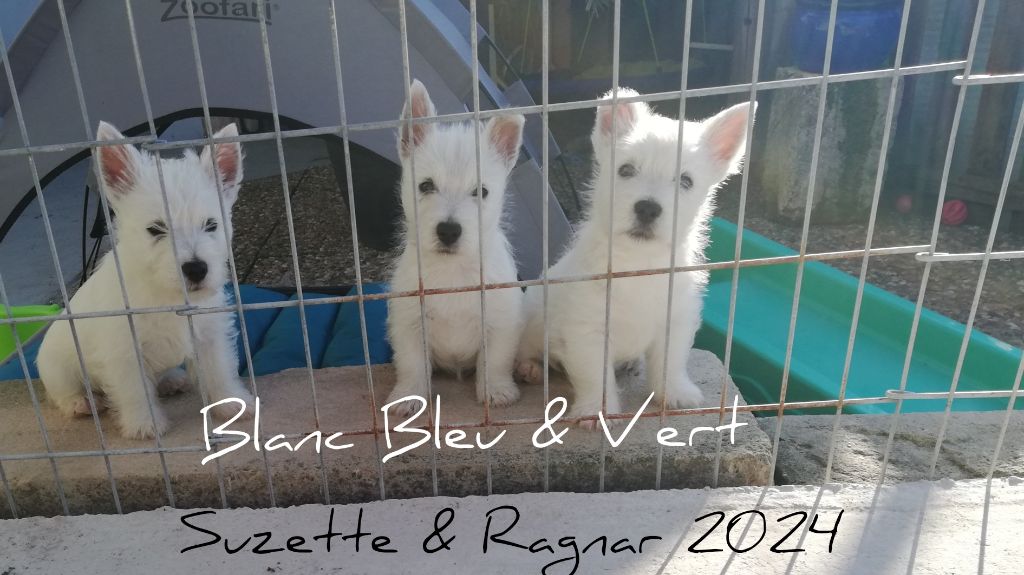 chiot West Highland White Terrier de Biguinine