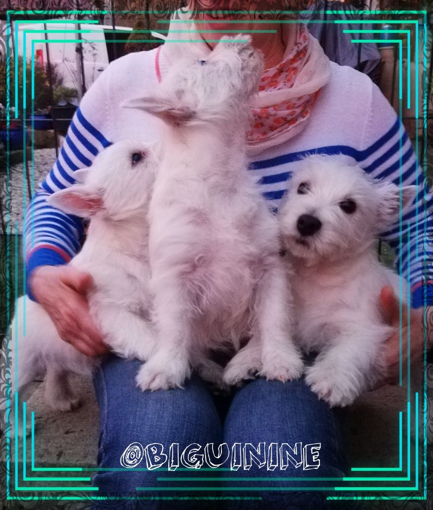 chiot West Highland White Terrier de Biguinine