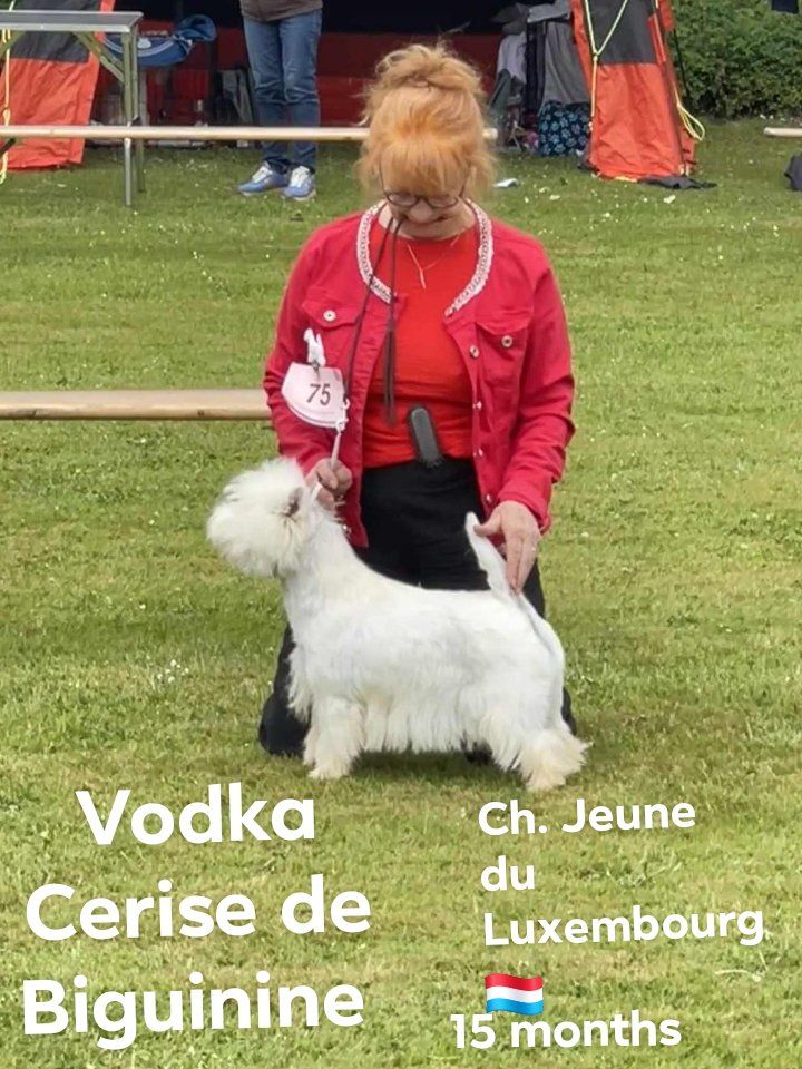 Vodka cerise de Biguinine