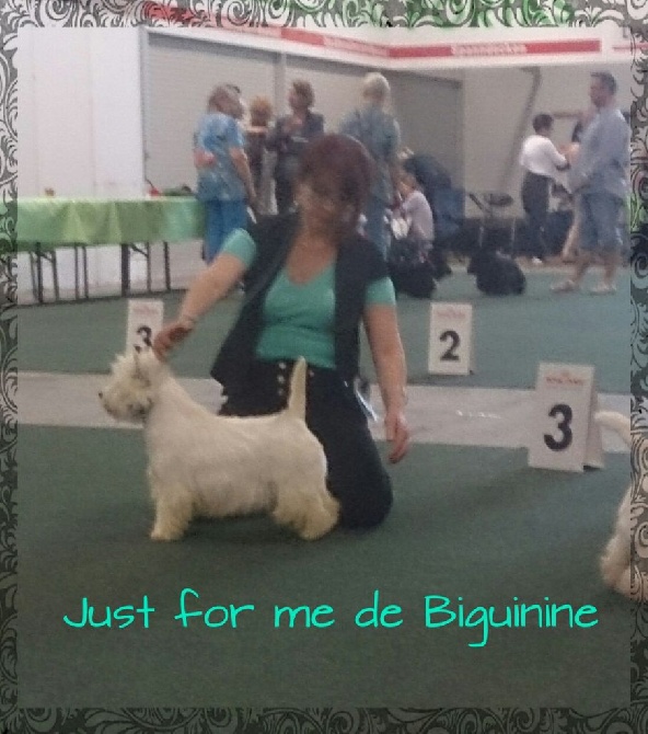 de Biguinine - CACIB SAARBRÜCKEN mai 2015