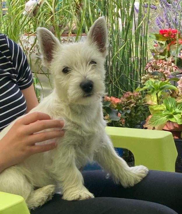 de Biguinine - West Highland White Terrier - Portée née le 12/04/2023
