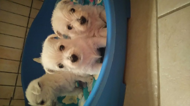 de Biguinine - West Highland White Terrier - Portée née le 09/04/2016