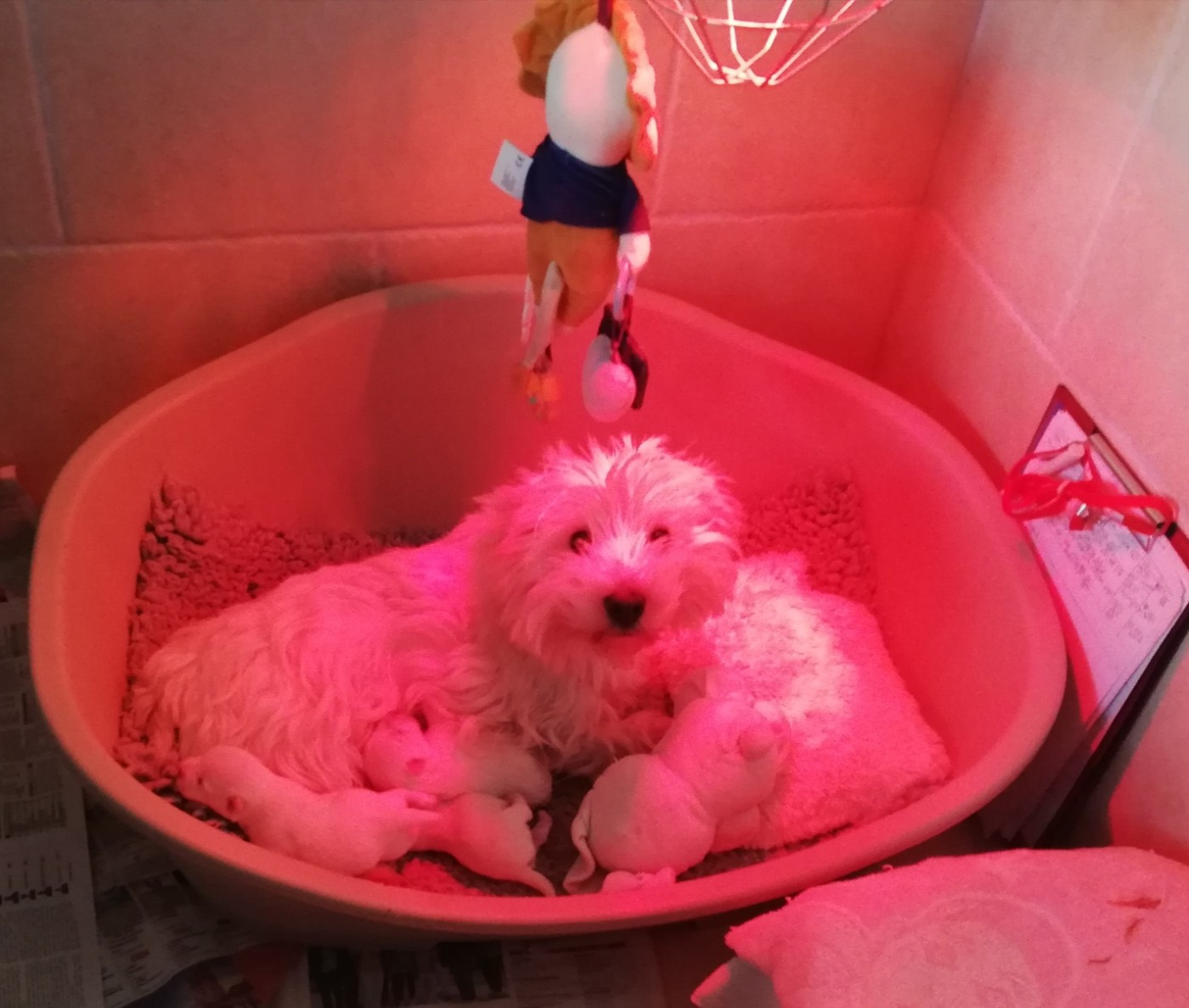 de Biguinine - Chiots disponibles - West Highland White Terrier