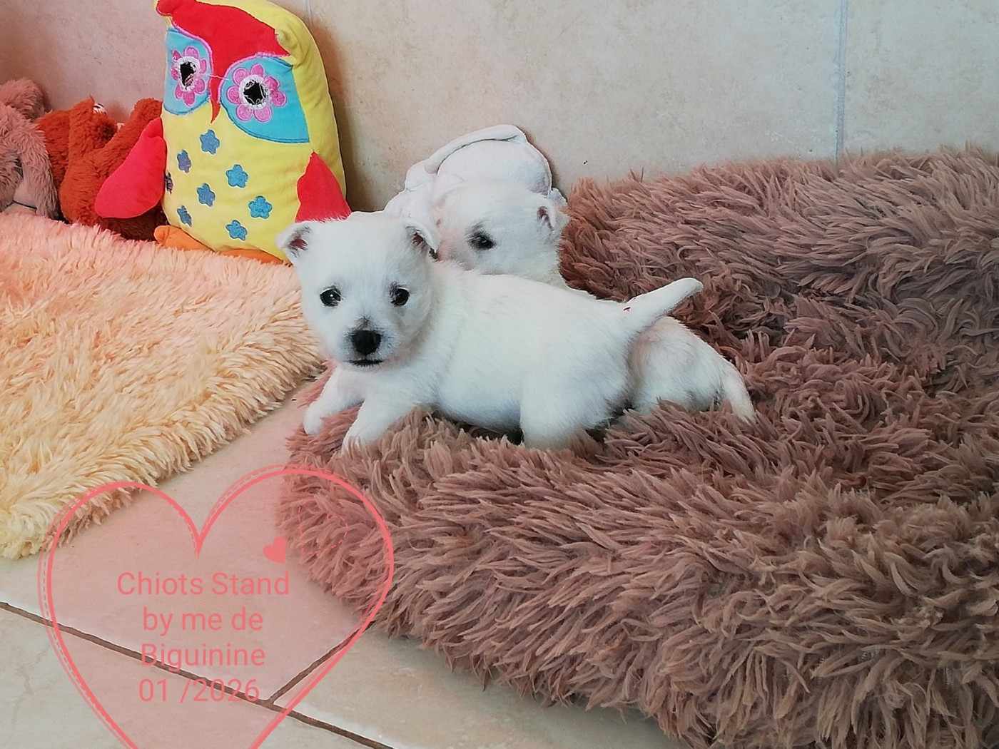 de Biguinine - Chiots disponibles - West Highland White Terrier