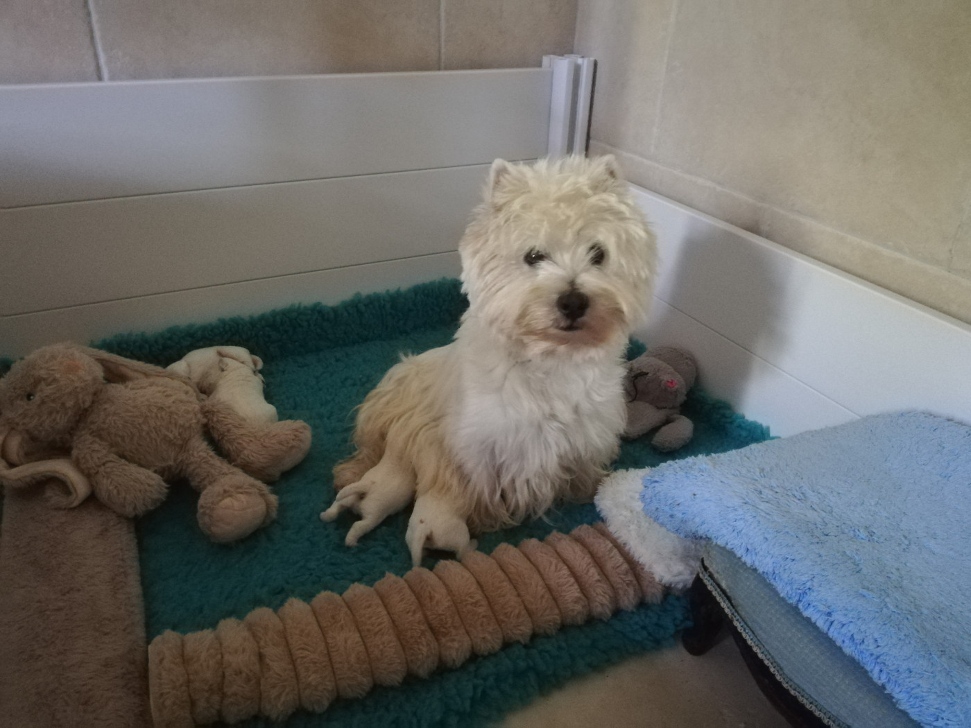 de Biguinine - West Highland White Terrier - Portée née le 12/06/2026