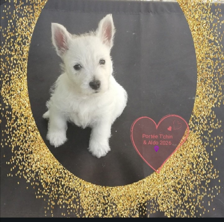 de Biguinine - Chiots disponibles - West Highland White Terrier
