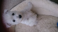 CHIOT