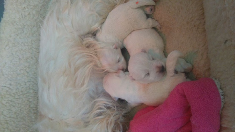 de Biguinine - West Highland White Terrier - Portée née le 08/10/2016